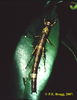 CollectionObject 1558242; 14cb91d8-5b02-48a2-9e8d-2415d0c71000: copyright P.E. Bragg. female (holotype) [from scanned image of slide from 1989]. (CollectionObject).