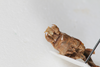 CollectionObject 1505827; 5e71975e-4ca4-4de7-8ba1-4b47be8d796c: Male, terminalia, dorsal view (syntype). (CollectionObject).