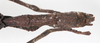 CollectionObject 1557375; 98316f9e-17c7-4057-927c-079d838bda87, NMW 667: copyright NMW, Vienna. female: end of abdomen, dorsal view of synonym Dyme ornata (holotype). (CollectionObject).