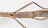 CollectionObject 1560427; bd11896f-e498-42f1-b959-c44f7049a332: copyright NMW, Vienna. female: mid-body, dorsal view (syntype). (CollectionObject).;CollectionObject 1560428; e38535f2-096d-42a7-90c9-05a46b40f72a: copyright NMW, Vienna. female: mid-body, dorsal view (syntype). (CollectionObject).
