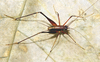 CollectionObject 1580085; f0cb809e-bb71-4fa4-9a49-6abc74814a86: adult male. (CollectionObject).