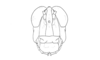 Dichroplus schulzi Bruner, 1906: Fig. 3. male, head, frontal view. (Otu).