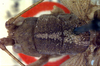 CollectionObject 1517020; 1a296d38-0e0b-43e0-bd13-31bd6dc7fd2b: male head and pronotum, dorsal view (holotype). (CollectionObject).