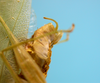 CollectionObject 1542780; 7014cd85-09ea-4faa-a04d-82b016c177d7: male, apex of the abdomen lateral view (holotype). (CollectionObject).