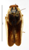 CollectionObject 1587754; MNHN(SF IMPORT DUPLICATE) MNHN-EP-EP1430, 3dd7592d-3864-49c4-8663-987dae0d0996: CC BY-NC-ND 4.0/MNHN - Depraetere Marion - 2014. Holotype, female, of elegans Shelford, 1907. Specimen number: MNHN-EP-EP1430. http://coldb.mnhn.fr/catalognumber/mnhn/ep/ep1430. (CollectionObject).