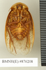 CollectionObject 1572907; 905966c8-f5e6-4dbe-9241-b250600d9c81: Copyright Natural History Museum, London. Non-type (adult male) in BM(NH). Ventral view. (CollectionObject).