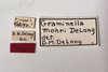 Other: !! display not done !! on Graminella mohri DeLong, 1937: (Observation).