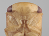 Head on Aztrania acinaca Blocker, 1979: Head/face. (Observation).