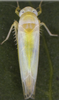 Habitus, dorsal view: Abdomen, sternal apodemes, ventral view. (Observation).