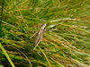 CollectionObject 1588199; 91b7ca09-da8f-491e-a4cf-2374ee672c82: male (MK: Shar Mt. Crno ezero lake). (CollectionObject).