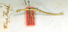 CollectionObject 1559611; bf7d6acf-fc78-4e5e-9f0e-c62fc7cd805e: copyright UZIU, Uppsala. male of Mantis labiata, lateral view (holotype). (CollectionObject).