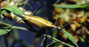 female (Ashford, CT, USA). Depicts Oecanthus nigricornis Walker, 1869, an Otu.