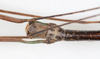 CollectionObject 1591711; NMW 74''', 1c314021-b4ad-42f9-b9a6-2f3e3535509e: copyright NMW. male: head, dorsal view (lectotype). (CollectionObject).