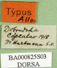 CollectionObject 1502059; 68b65e08-45aa-48d1-89e7-602139d6a72f: labels (allotype of Asiotmethis limbatus motasi). (CollectionObject).
