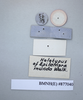 CollectionObject 1552801; NHMUK(SF IMPORT DUPLICATE) BMNH(E) 877040, 115012ac-c206-4f8f-b4b2-618a9cd9eb3c: Copyright NHM, London. Holotype female of synonym Epilampra munda, reverse of data labels. (CollectionObject).