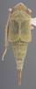 Habitus, dorsal view on Athysanella (Gladionura) diversa Ball & Beamer, 1940: Dorsal. (Observation).