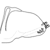 Pygofer, lateral view on Distantasca latibasis (Zhang & Liu, 2010): Genital capsule, lateral view. (Observation).