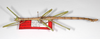 CollectionObject 1576614; 04e63718-9693-498a-925e-4acc8d677421: copyright USNM, Washington. male (paratype). (CollectionObject).;CollectionObject 1576615; 6b99b982-327a-4ec0-b37d-1dfcae616e79: copyright USNM, Washington. male (paratype). (CollectionObject).