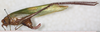 CollectionObject 1566600; NMW 14175, 91a614e2-7fc2-41de-8124-a8d630d614f8: female, lateral view (paralectotype). (CollectionObject).
