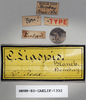 CollectionObject 1540648; 4d6fb0ce-e8a2-41ee-9d13-a6bde612dc4f: labels (holotype of Ommexecha liaspis). (CollectionObject).