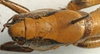 CollectionObject 1517144; 5266ab31-1544-430e-8bbd-db37654b4f02: male pronotum dorsal (holotype). (CollectionObject).
