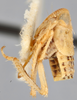 Habitus, lateral view on Diacra pauca Emeljanov, 1969: holotype. (Observation).