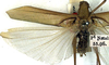 CollectionObject 1517378; 853d1761-b6b5-4366-b4f9-d5fe63ba59b2: male, dorsal view (holotype). (CollectionObject).