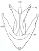 Eremogryllus hammadae Krauss, 1902: Fig. 67.2. phallic complex, dorsal view (membrane and epiphallus removed). (Otu).