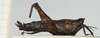 CollectionObject 1584086; 0ff61696-5aa7-4452-862a-5201c3d68bea, NHMUK010924481: female, lateral view (syntype). (CollectionObject).