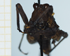 CollectionObject 1585506; b6689e29-03a3-4a09-b4da-7c2e1510ed39: male, frontal view. (CollectionObject).