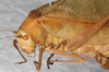 CollectionObject 1532267; NMW 10375, 19959b67-3d57-4723-900e-f534c575753f: female, latero-frontal view (holotype). (CollectionObject).
