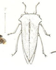 Habitus, dorsal view: !! display not done !! on Telamona reclivata Fitch, 1851: (Observation).