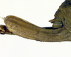 CollectionObject 1501842; bca2cad9-e5e3-43e2-bbf2-4bfdb0184528, DORSA BTisohosS01: female nymph, ovipositor (syntype). (CollectionObject).