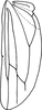Hind wing: Hind wing. (Observation).