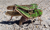 Locusta migratoria (Linnaeus, 1758): egg-laying female and male (green morph; Palavas, France, viii 2006). (Otu).