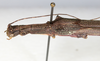CollectionObject 1561325; NMW 212, 61f808f3-c8d6-49c6-ae8b-b0529a91759e: copyright NMW, Vienna. female: head & thorax, lateral view (holotype). (CollectionObject).
