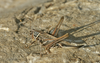 CollectionObject 1582073; 1133fab2-0aac-404a-8dd4-bd032f4213a9: Montenegro,Klacina,14.08.2017,Female. (CollectionObject).