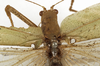 CollectionObject 1529751; 1255e2bd-868d-4468-ba24-8eb355a12ced: male stridulatory apparatus (holotype). (CollectionObject).