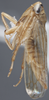 Habitus, lateral view on Exitianus indicus (Distant, 1908): (Observation).