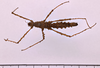 CollectionObject 1558137; 1538b937-0ef1-466b-a439-0ce0bdb24f0a: copyright MNHG, Geneva. female, dorsal view (syntype). (CollectionObject).;CollectionObject 1558138; e96a9060-98ad-481a-b0ea-009f1452e544: copyright MNHG, Geneva. female, dorsal view (syntype). (CollectionObject).