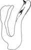 Aedeagus, lateral view: Aedeagus, lateral view. (Observation).