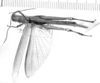 CollectionObject 1525092; 06438177-0410-47cf-b956-4fa91d6fcf5b: male, dorsal view (holotype). (CollectionObject).