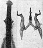 Other on Erythridula penelutea (Beamer, 1930): Aedeagus, connective, and styli. (Observation).