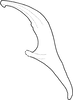 Aedeagus, lateral view on Distantasca latibasis (Zhang & Liu, 2010): Aedeagus, lateral view. (Observation).