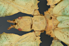 CollectionObject 1563457; bd83932c-448e-4350-92cb-5a3d253406a6: copyright SDEI, Müncheberg. female (holotype). (CollectionObject).