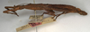 CollectionObject 1559188; NMW 718, 88d9e3fa-4977-4096-8ab6-6f9766541596: copyright NMW, Vienna. female, lateral view of Hypocyrtus postpositus (holotype). (CollectionObject).