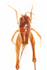 CollectionObject 1531297; 727f9087-bf3f-4eca-9c40-db81d8fce988: female, dorsal view (holotype). (CollectionObject).