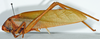 CollectionObject 1532157; NMW 6660, 97a52c45-8ea6-437f-96fd-f6c308fcc47e: 2014. male, lateral view (holotype). (CollectionObject).