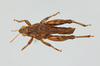 CollectionObject 1597832; 8580cf47-73c9-4884-a94d-71990d429bf6: male, dorsal view. (CollectionObject).
