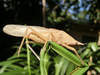 Lanista varelai Bolívar, 1906: male, Nguru Mts, Tanzania. (Otu).
